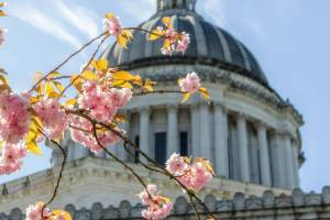 Cherry blossoms in bloom at the Washington state Capitol on April 18, 2025. (Photo by Jacquelyn Jimenez Romero/Washington State Standard)