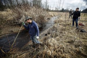 Ian Terry / The Herald

Zachary Mallon, an ecologist with the Adopt A Stream Foundation, checks the banks of Catherine Creek in Lake Stevens for a spot to live stake a willow tree during a volunteer event on Saturday, Feb. 10. Over 40 volunteers chipped in to plant 350 trees and lay 20 cubic yards of mulch to help provide a natural buffer for the stream.

Photo taken on 02102018