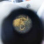 A marine segmented worm, or polychaete, is visible through a microscope on Thursday, May 1, 2025 in Everett, Washington. (Olivia Vanni / The Herald)