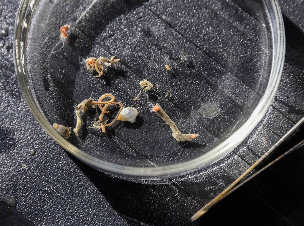 A variety of the benthic organisms pulled from a sediment sample on Thursday, May 1, 2025, in Everett, Washington. (Olivia Vanni / The Herald)