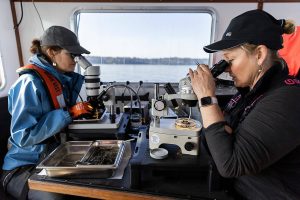 Danny Burgess, left, and Sandy Weakland, right, carefully pull out benthic organisms from sediment samples on Thursday, May 1, 2025 in Everett, Washington. (Olivia Vanni / The Herald)