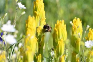 The golden paintbrush stands several inches high and blooms every summer. (Mosa Neis / Pacific Rim Institute)