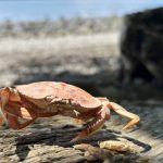 A European green crab molt sits atop driftwood on an area beach. (Jonathan Robinson)