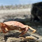 A European green crab molt sits atop driftwood on an area beach. (Jonathan Robinson)