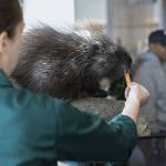 Skyanna, a North American porcupine from Woodland Park Zoo, greet people arriving from the first Frontier Airlines flight at Paine Field Airport on Monday, June 2, 2025 in Everett, Washington. (Olivia Vanni / The Herald)