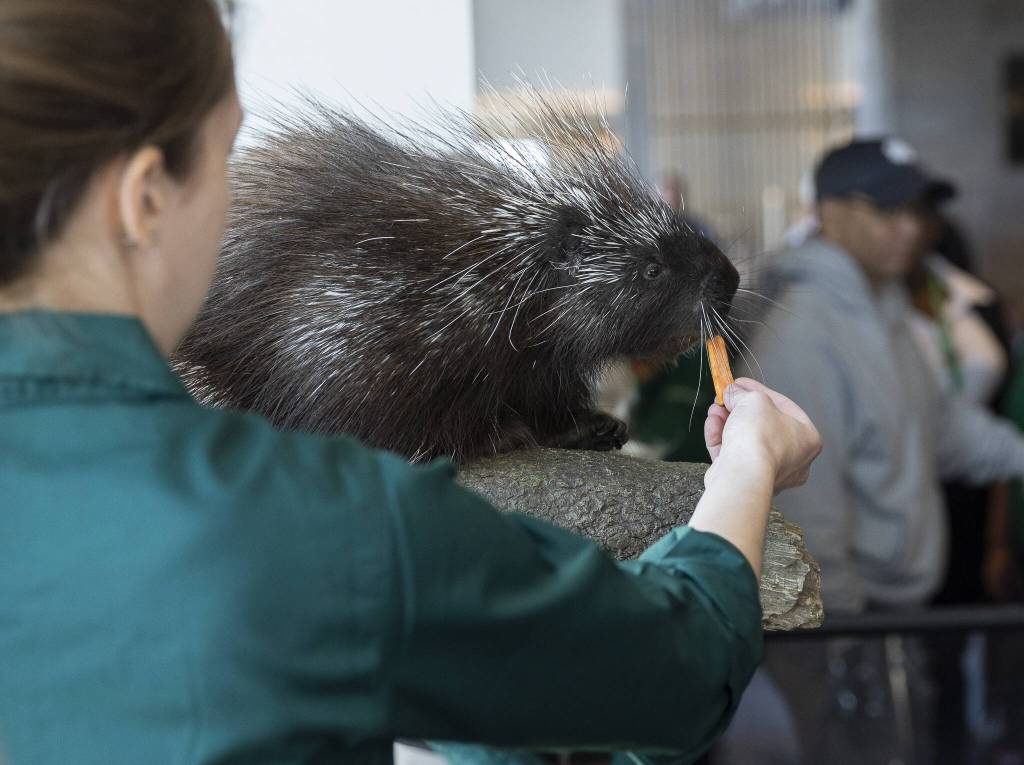 Skyanna, a North American porcupine from Woodland Park Zoo, greet people arriving from the first Frontier Airlines flight at Paine Field Airport on Monday, June 2, 2025 in Everett, Washington. (Olivia Vanni / The Herald)