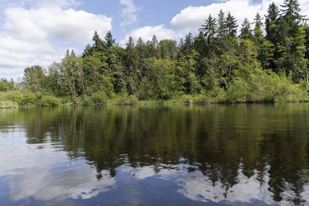 Clouds and foliage reflect off the water of Scriber Lake on Wednesday, June 4, 2025 in Lynnwood, Washington. (Olivia Vanni / The Herald)