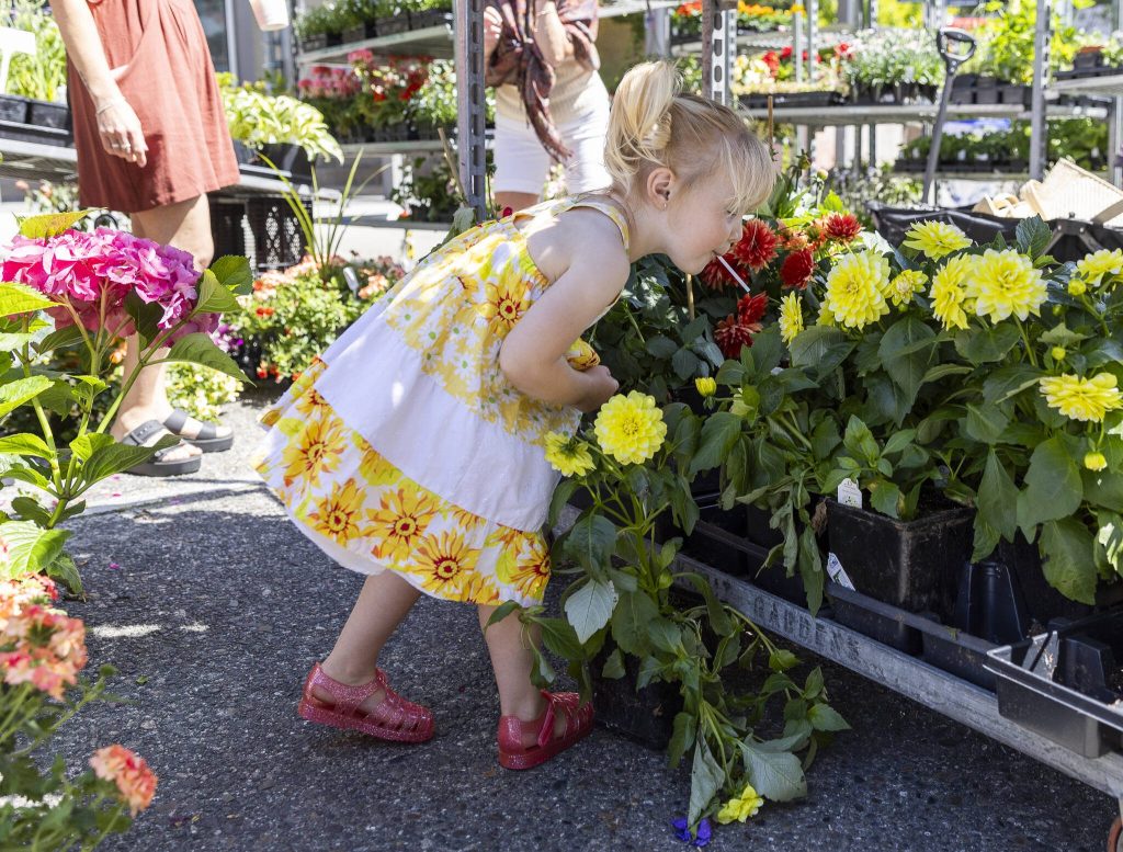 Addison Osborne, 2, pauses to smell a flower during Sorticulture on Friday, June 6, 2025 in Everett, Washington. (Olivia Vanni / The Herald)