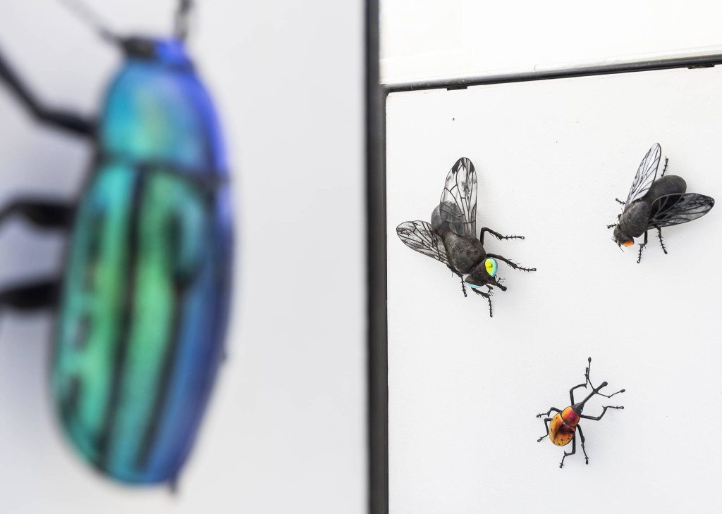 A selection of bugs hang on display at Sean Goddard Insects during Sorticulture on Friday, June 6, 2025 in Everett, Washington. (Olivia Vanni / The Herald)