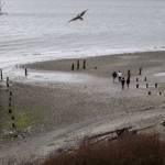 People walk during low tide at Picnic Point Park on Sunday, March 3, 2024 in Edmonds, Washington. (Annie Barker / The Herald)