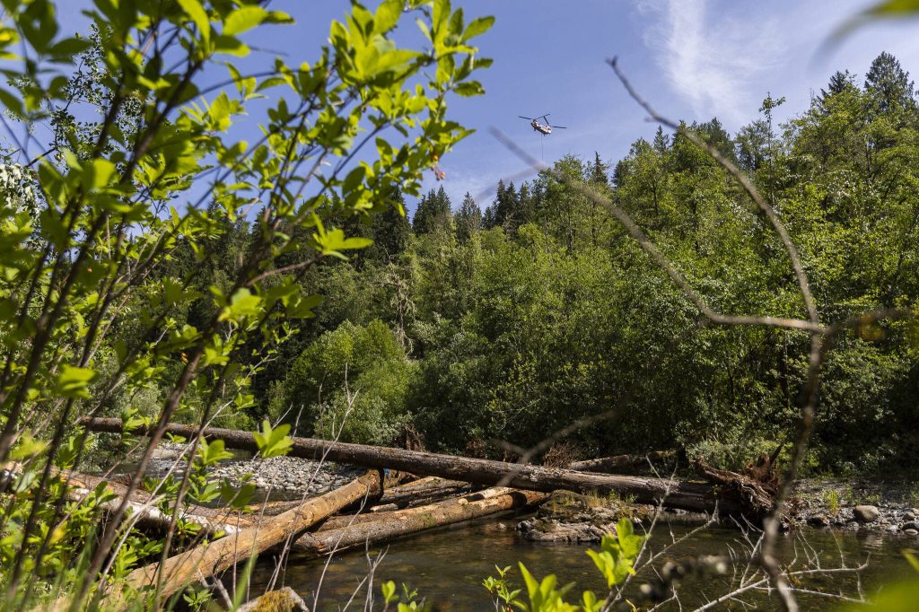A recently finished log jam is visible along the Pilchuck River as a helicopter hovers in the distance to pick up a tree for another log jam up river on Wednesday, June 11, 2025 in Granite Falls, Washington. (Olivia Vanni / The Herald)