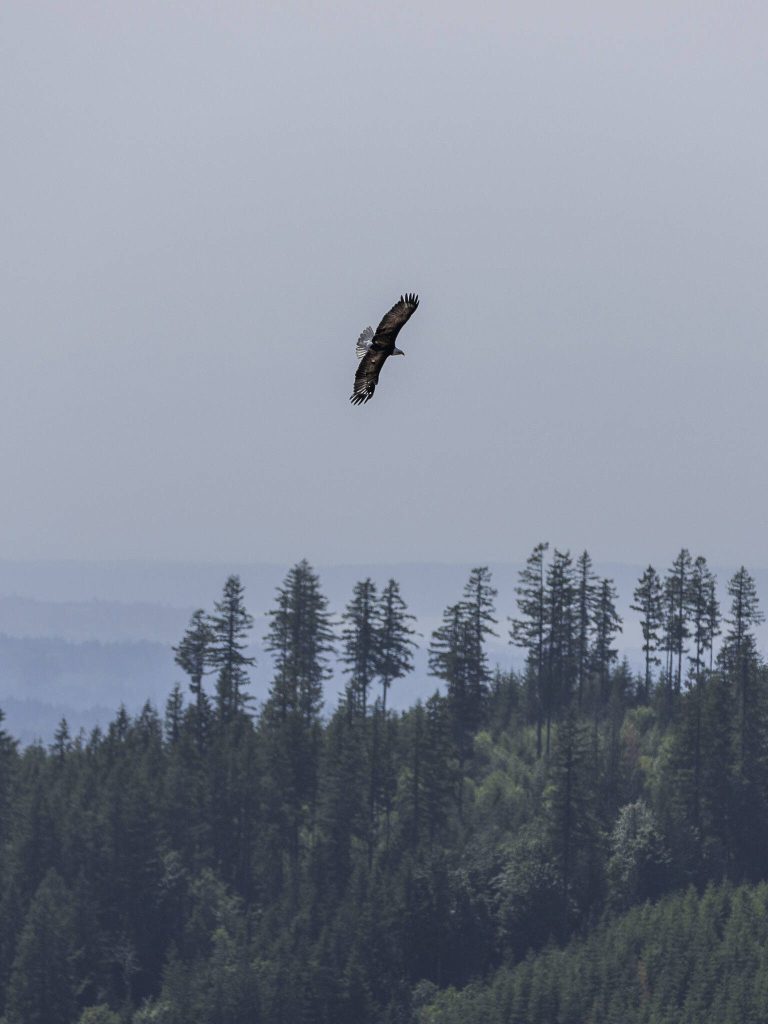 A eagle flies above the Pilchuck River on Wednesday, June 11, 2025 in Granite Falls, Washington. (Olivia Vanni / The Herald)