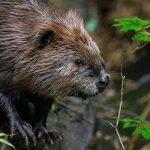 A female beaver makes her way out of the temporary constructed den for herself and another relocated male beaver on Thursday, Aug. 22, 2019 near Sultan, Wash. (Olivia Vanni / The Herald)