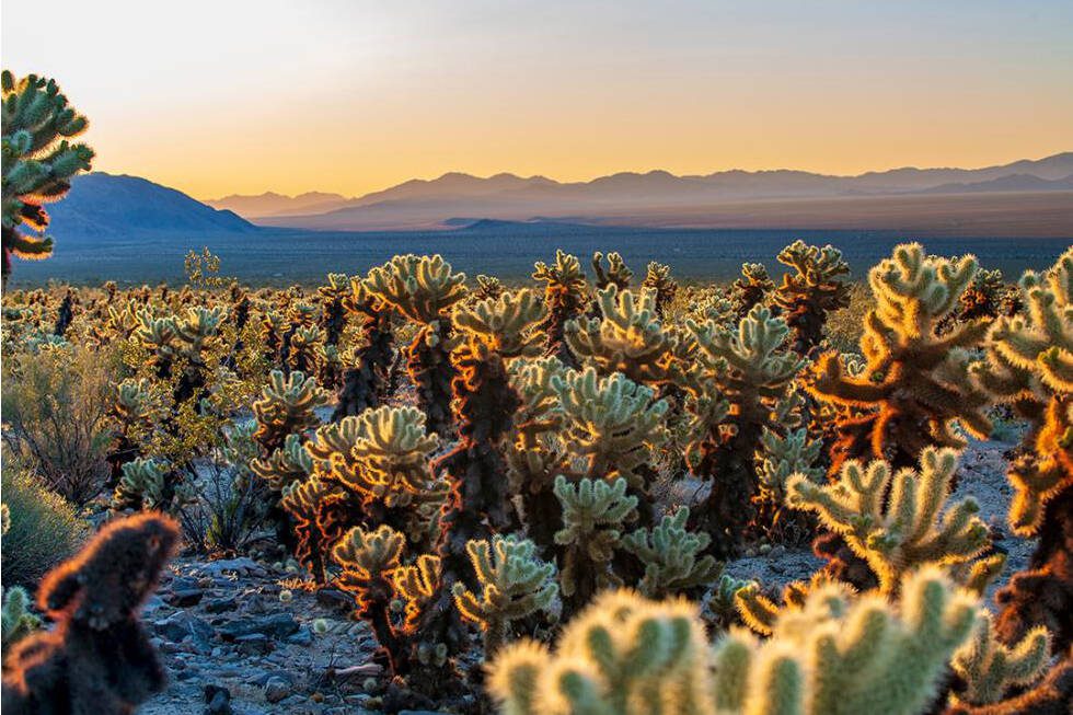 Cholla Cactus Garden, Joshua Tree, California. Kim_Briers // Shutterstock