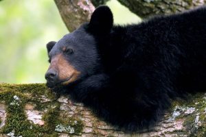 A bear rests in a tree in the Mt. Baker-Snoqualmie National Forest. Courtesy U.S. Forest Service