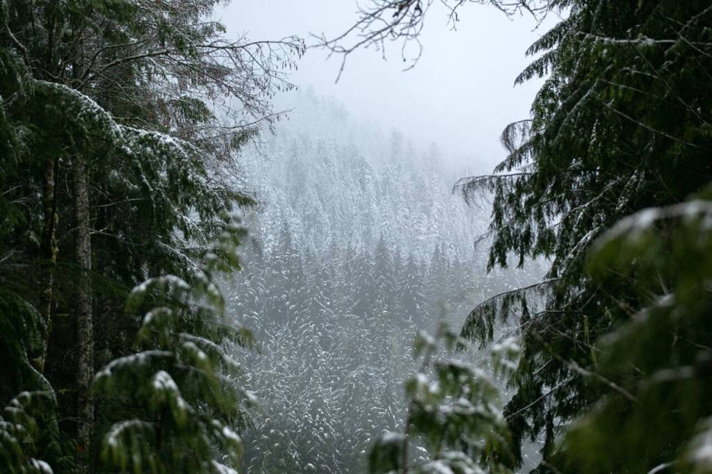 Snow dusts the treeline near Heather Lake Trailhead on Tuesday, April 11, 2023, outside Verlot, Washington. (Ryan Berry / The Herald)