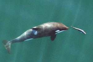 In this Sept. 2017, photo made with a drone, a young resident killer whale chases a chinook salmon in the Salish Sea near San Juan Island, Wash. The photo, made under a National Marine Fisheries Service (NMFS) permit, which gives researchers permission to approach the animals, was made in collaboration with NOAA Fisheries/Southwest Fisheries Science Center, SR3 Sealife Response, Rehabilitation, and Research and the Vancouver Aquarium's Coastal Ocean Research Institute. Endangered Puget Sound orcas that feed on chinook salmon face more competition from seals, sea lions and other killer whales than from commercial and recreational fishermen, a new study finds. (John Durban/NOAA Fisheries/Southwest Fisheries Science Center via AP)