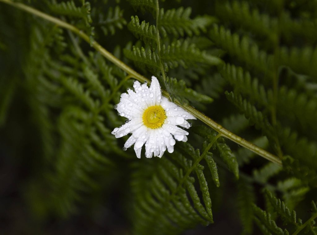 An Oxeye Daisy pops through a fern on Thursday, July 10, 2025 in Granite Falls, Washington. (Olivia Vanni / The Herald)