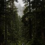 Kathy Johnson, forest practices chair for Pilchuck Audubon Society, walks through vegetation growing along a CERCLA road in the Mt. Baker-Snoqualmie National Forest on Thursday, July 10, 2025 in Granite Falls, Washington. (Olivia Vanni / The Herald)