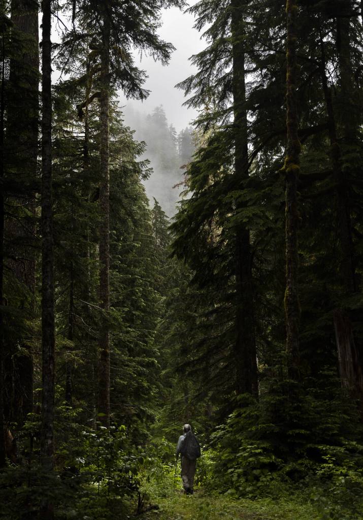 Kathy Johnson, forest practices chair for Pilchuck Audubon Society, walks through vegetation growing along a CERCLA road in the Mt. Baker-Snoqualmie National Forest on Thursday, July 10, 2025 in Granite Falls, Washington. (Olivia Vanni / The Herald)