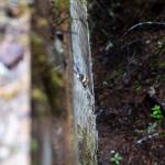 Fungus grows out of a bridge beam along a CERCLA road on Thursday, July 10, 2025 in Granite Falls, Washington. (Olivia Vanni / The Herald)