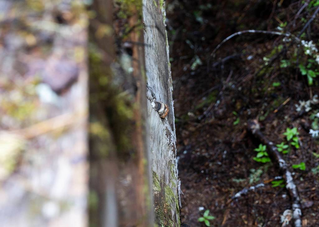 Fungus grows out of a bridge beam along a CERCLA road on Thursday, July 10, 2025 in Granite Falls, Washington. (Olivia Vanni / The Herald)
