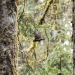 A Red-breasted Sapsucker flies between trees on Thursday, July 10, 2025 in Granite Falls, Washington. (Olivia Vanni / The Herald)