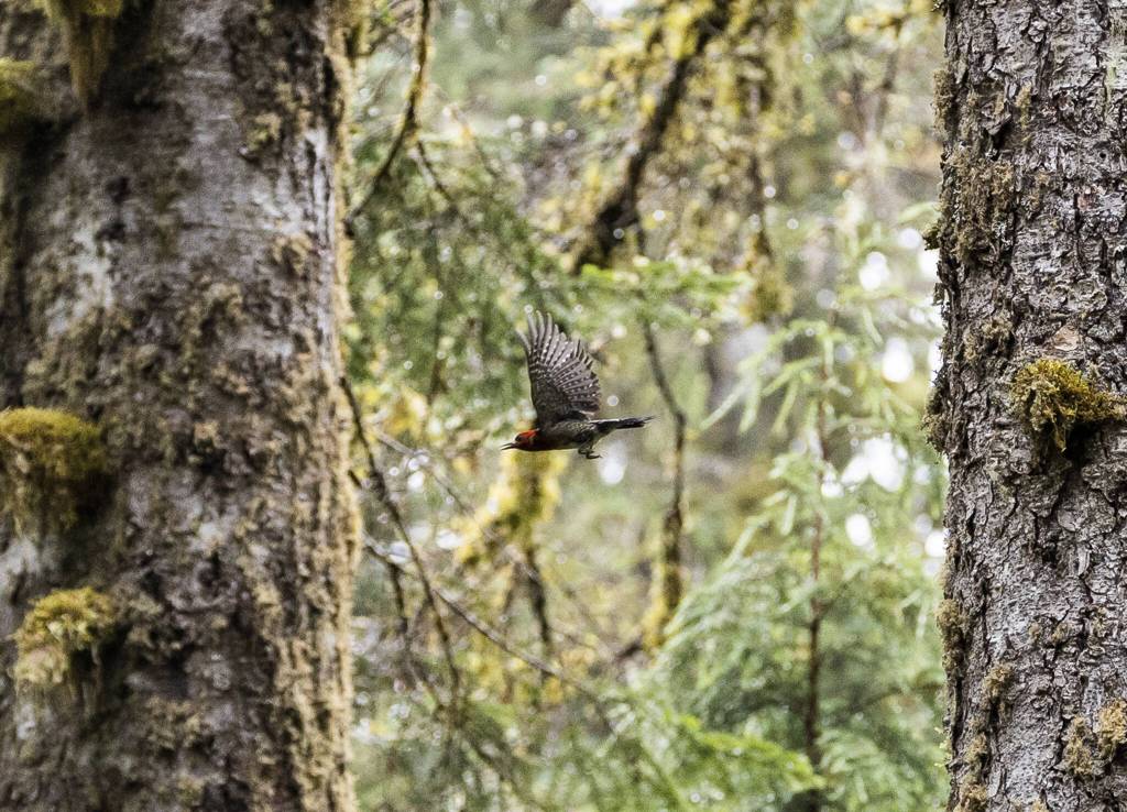 A Red-breasted Sapsucker flies between trees on Thursday, July 10, 2025 in Granite Falls, Washington. (Olivia Vanni / The Herald)