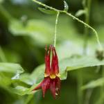 Raindrops hang from a Red Columbine on Thursday, July 10, 2025 in Granite Falls, Washington. (Olivia Vanni / The Herald)