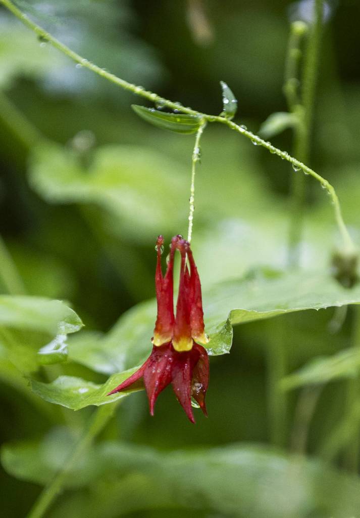 Raindrops hang from a Red Columbine on Thursday, July 10, 2025 in Granite Falls, Washington. (Olivia Vanni / The Herald)