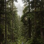 PHOTOS BY Olivia Vanni / The Herald
Forest Practices Chair Kathy Johnson walks through vegetation growing along a CERCLA road in the Mt. Baker-Snoqualmie National Forest on Thursday in Granite Falls.