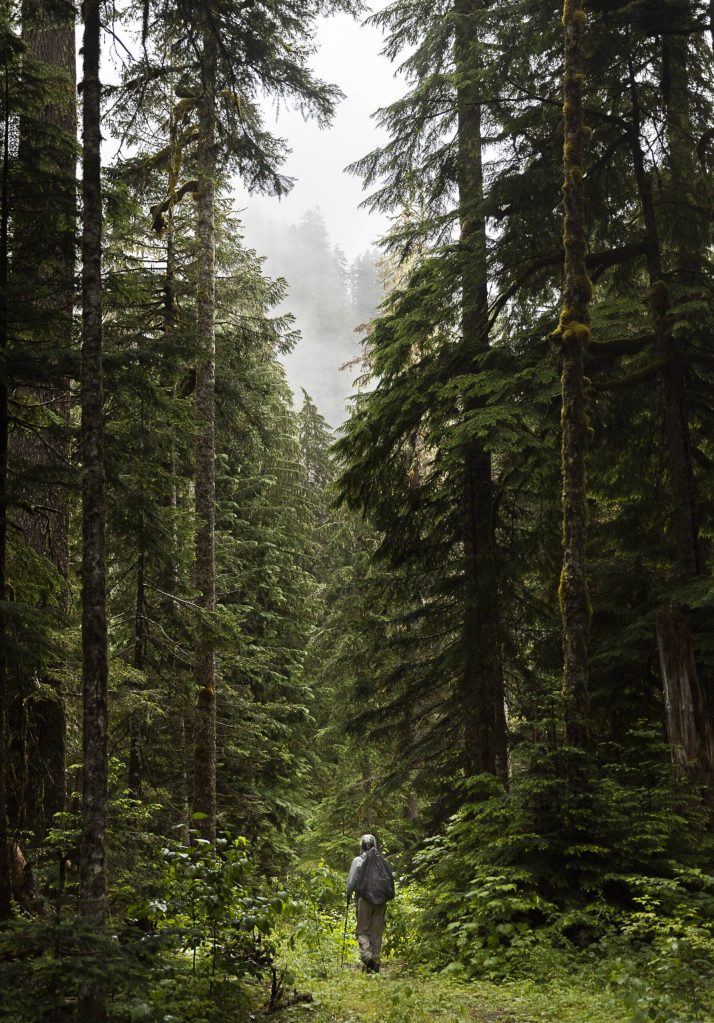 PHOTOS BY Olivia Vanni / The Herald
Forest Practices Chair Kathy Johnson walks through vegetation growing along a CERCLA road in the Mt. Baker-Snoqualmie National Forest on Thursday in Granite Falls.
