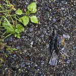 A dead bird lies on the gravel of the CERCLA road in the Mt. Baker-Snoqualmie National Forest on Thursday, July 10, 2025 in Granite Falls, Washington. (Olivia Vanni / The Herald)