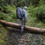 PHOTOS BY Olivia Vanni / The Herald
Kathy Johnson walks over a tree that has been unsuccessfully chainsawed along a CERCLA road in the Mt. Baker-Snoqualmie National Forest on Thursday in Granite Falls.