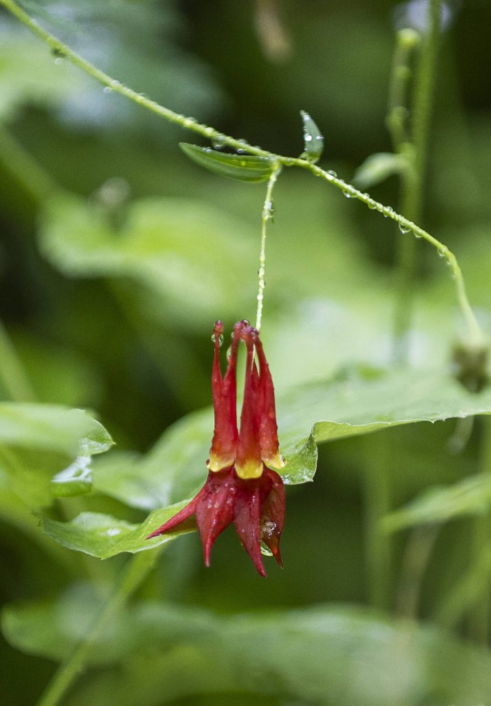 Raindrops hang from a Red Columbine on Thursday in Granite Falls.
