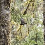 A Red-breasted Sapsucker flies between trees on Thursday in Granite Falls.