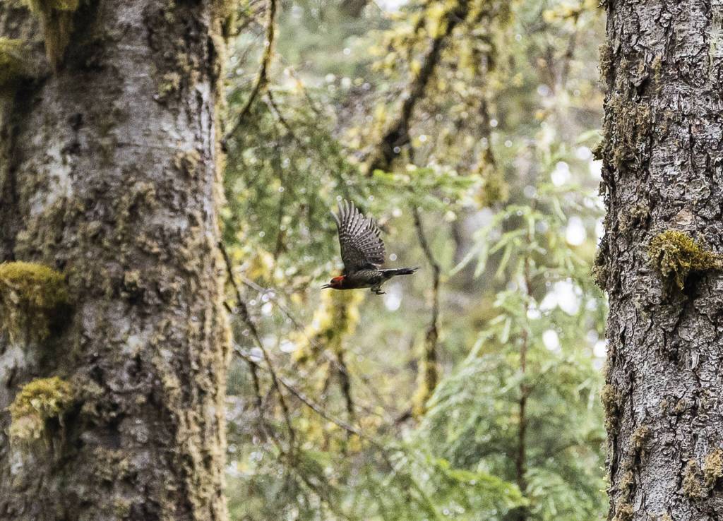 A Red-breasted Sapsucker flies between trees on Thursday in Granite Falls.