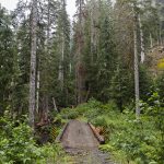 A bridge allows for crossing over a season steam along a CERCLA road on Thursday in Granite Falls. (Olivia Vanni / The Herald)