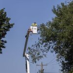 Travis Bouwman with Snohomish County PUD drops a branch he trimmed away from power lines along Norman Road on Thursday, July 24, 2025 in Stanwood, Washington. This tree trimming helps keep trees, limbs and brush away from power lines, decreasing power outages during stormy weather in the fall and winter and helping prevent the possibility of wildfires in the summer. (Olivia Vanni / The Herald)