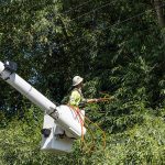 Travis Bouwman with Snohomish County PUD trims branches away from power lines along Norman Road on Thursday, July 24, 2025 in Stanwood, Washington. (Olivia Vanni / The Herald)