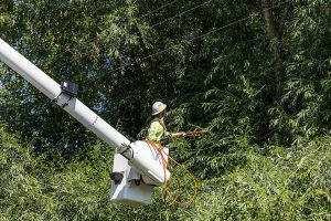 Travis Bouwman with Snohomish County PUD trims branches away from power lines along Norman Road on Thursday, July 24, 2025 in Stanwood, Washington. (Olivia Vanni / The Herald)