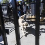 Hugo, 6, walks through one of the entrance gates of the new Clark Park Off Leash Dog Area as owner Erica Weir follows behind on Tuesday, July 29, 2025 in Everett, Washington. (Olivia Vanni / The Herald)