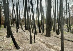 A section of the Oak Creek drainage area that was not treated with tree thinning or prescribed burns before the Rimrock Retreat Fire in 2024. Due to the forest density and a high amount of ground cover, the fire burned intensely in this area, killing all trees and destroying the soil. (Photo by Emily Fitzgerald)