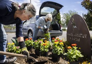 Evergreen Arboretum and Gardens President Eileen Simmons, left, and volunteer Debbie McCoy plant zinnias from Sunnyside Nursery in front of the entrance to the Evergreen Arboretum and Gardens on Thursday, July 10, 2025 in Everett, Washington. (Olivia Vanni / The Herald)