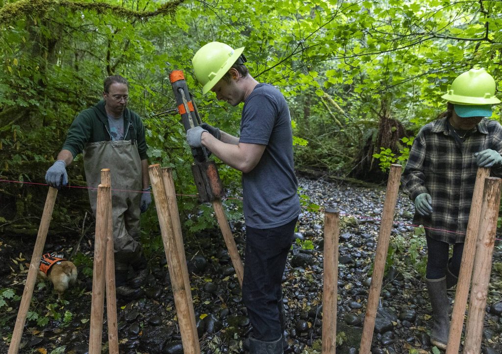 Crane Aerospace & Electronics volunteer Cael Grant uses a post driver to secure poles for an analog beaver dam in North Creek on Wednesday, Aug. 6, 2025 in Everett, Washington. (Olivia Vanni / The Herald)