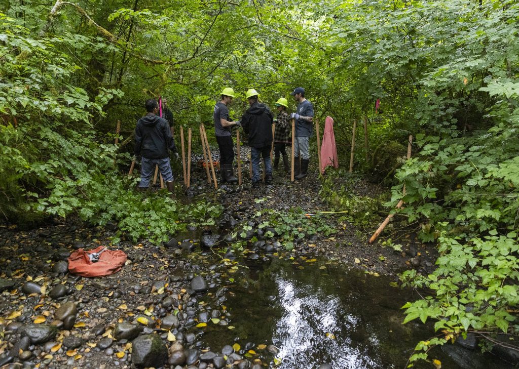 Volunteers work in North Creek on Wednesday, Aug. 6, 2025 in Everett, Washington. (Olivia Vanni / The Herald)