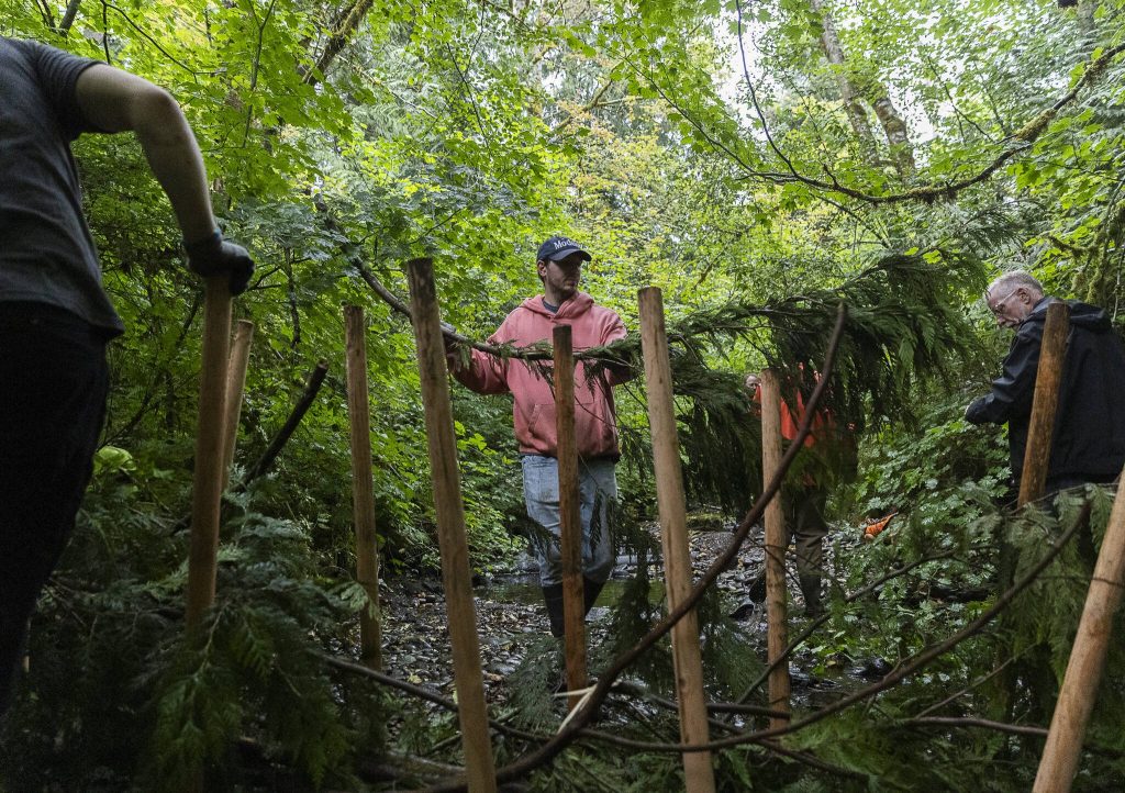 photos by Olivia Vanni / The Herald 
Crane Aerospace & Electronics volunteer Dylan Goss helps move branches into place between poles while assembling an analog beaver dam in North Creek on Wednesday in Everett.