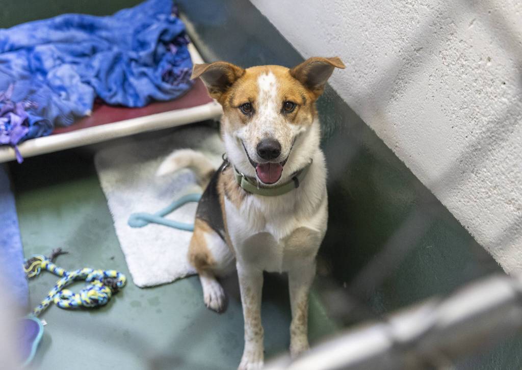 Blake, a two-year-old mixed breed who was an owner surrender, sits in his kennel at PAWS Lynnwood on Thursday, Aug. 7, 2025 in Lynnwood, Washington. (Olivia Vanni / The Herald)