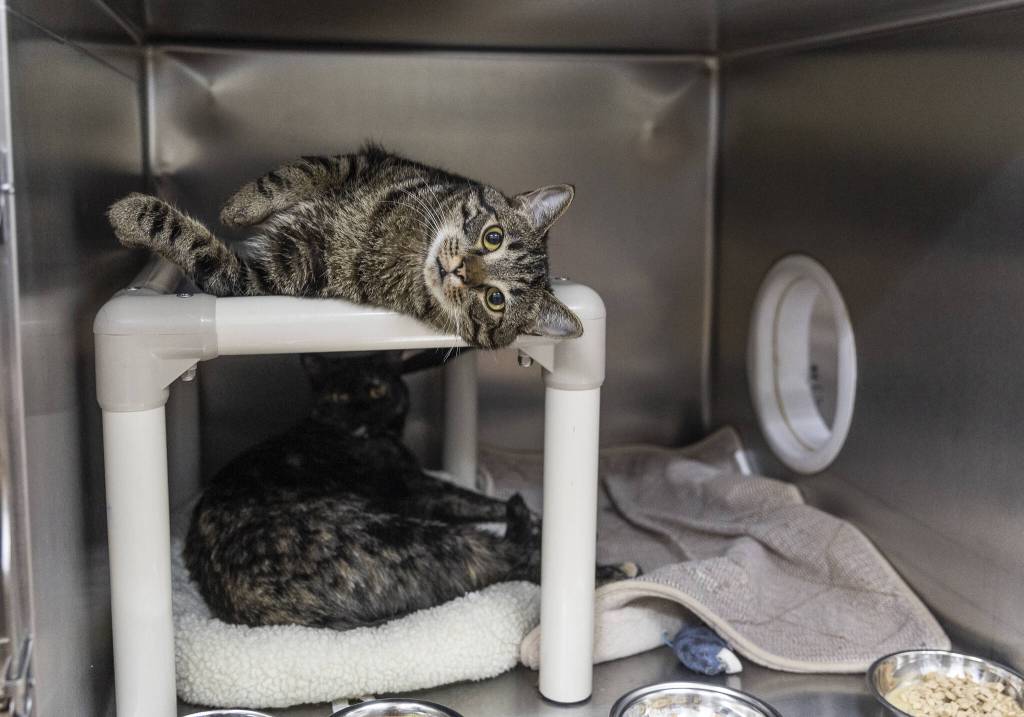 Zack and Goofer, a one-year-old brother and sister pair that were surrendered by their owner, lounge in their kennel at PAWS Lynnwood on Thursday, Aug. 7, 2025 in Lynnwood, Washington. (Olivia Vanni / The Herald)