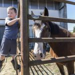 Teddy Hamstra, 4, hangs off the pen of a Clydesdale named Woody at the Evergreen State Fair on Wednesday, Aug. 20, 2025 in Monroe, Washington. (Olivia Vanni / The Herald)